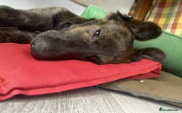 Mixed Breed dogs for adoption: Holly needs a perfect home for Christmas - Image 13