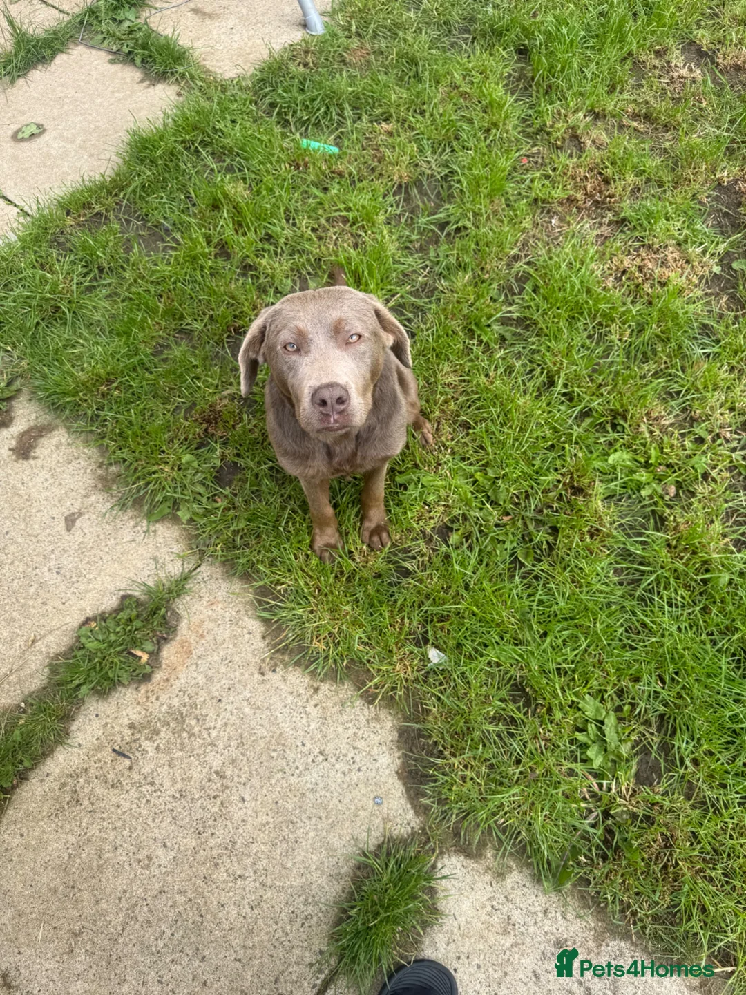 Labrador Retriever dogs for sale: Beautiful 7-Month-Old Silver Labrador Puppy - Advert 2