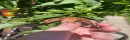 Gecko reptiles for sale: Crested Gecko Babies - Advert 6