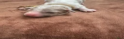 Cockapoo dogs for sale: Stunning cockapoos - Advert 14
