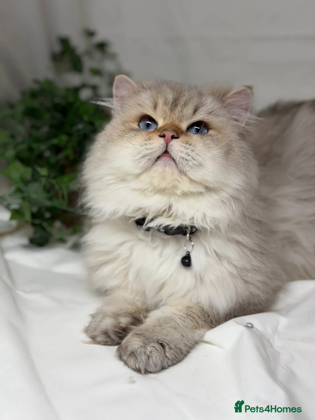 British Shorthair cats for stud: British shorthair Golden lovely stud boy GCCF - Advert 21