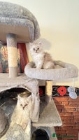Persian cats - Advert 1