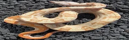 Boa Snake reptiles for sale: Male VPI Sunglow het Blood & Male 2025 VPI sunglow - Advert 8