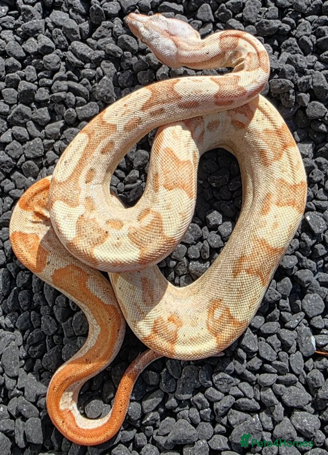 Boa Snake reptiles for sale: Male VPI Sunglow het Blood & Male 2025 VPI sunglow - Advert 8