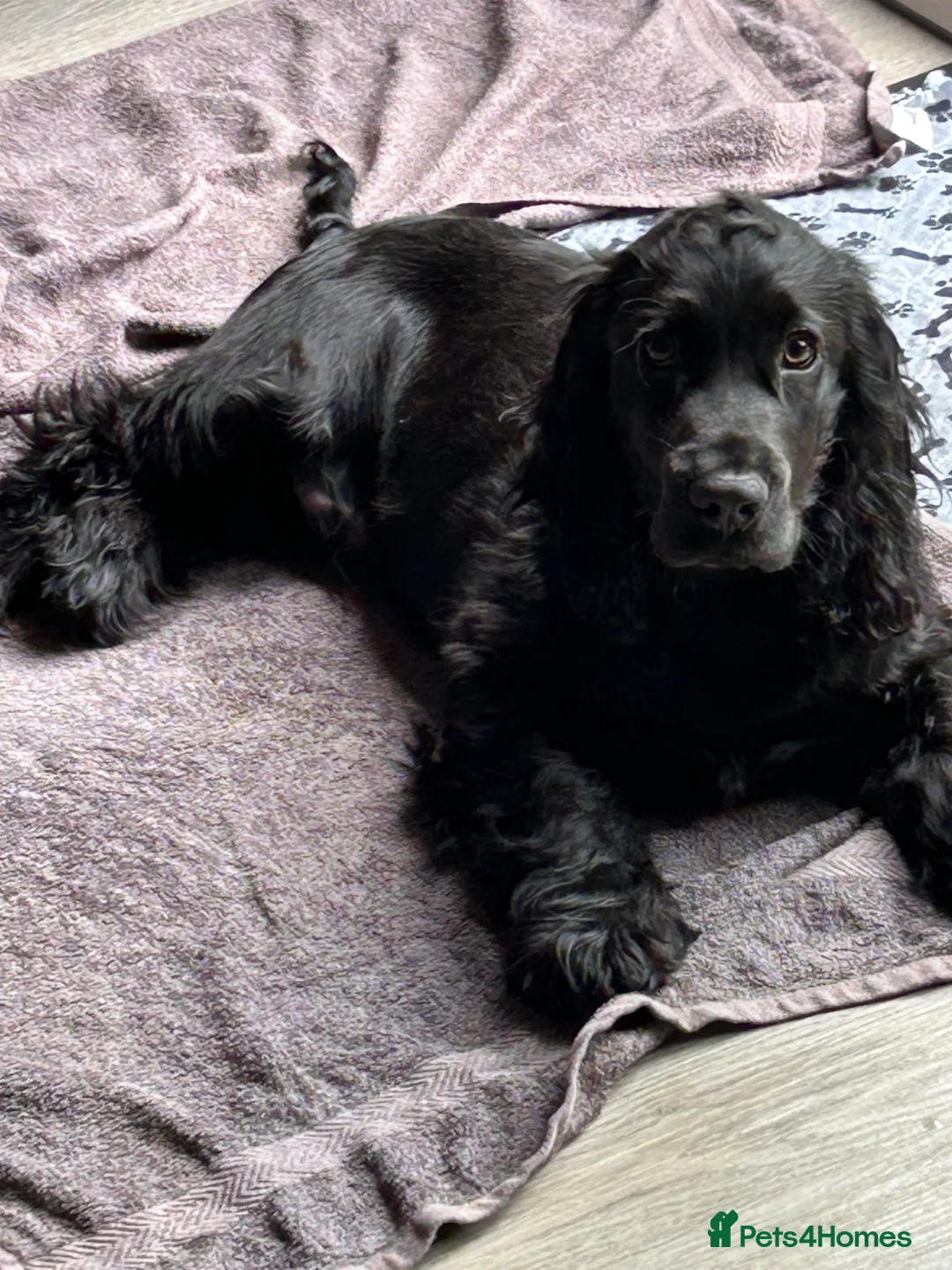 Cocker Spaniel dogs for sale: Black male cocker spaniel male in Norwich - Advert 2
