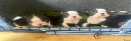 Boston Terrier dogs for sale: Kc reg Stunning full collar Boston terriers  - Advert 18
