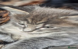 Maine Coon cats for sale: Maincoon cross Ragdoll kittens  - Image 14