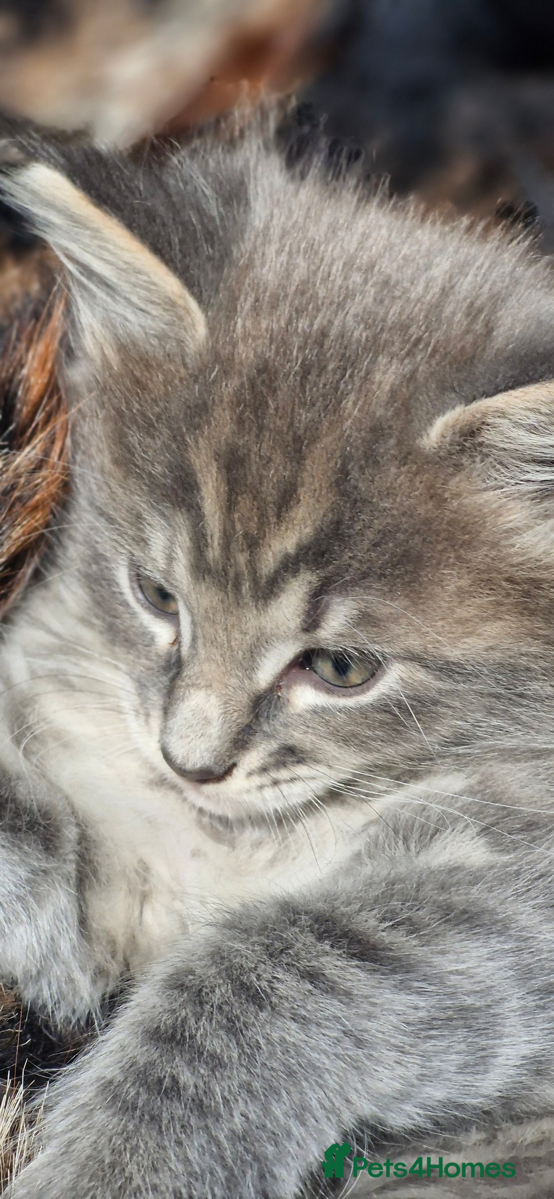 Maine Coon cats for sale: Maincoon cross Ragdoll kittens  - Image 14