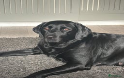 Labrador Retriever dogs for sale: Labrador puppies - Image 1