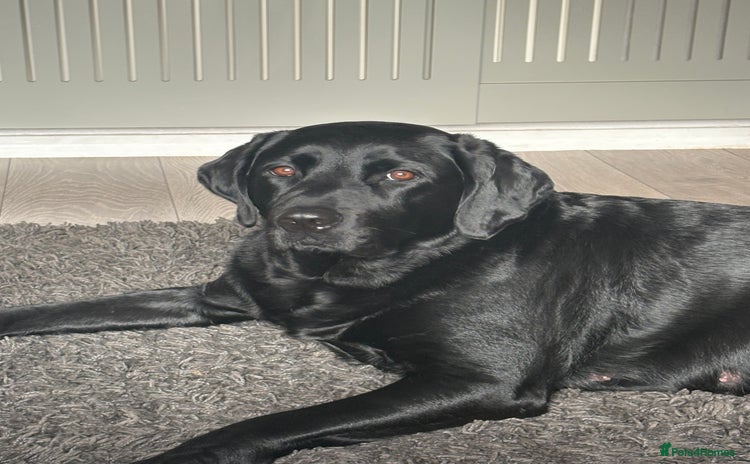 Labrador Retriever dogs - Advert 3