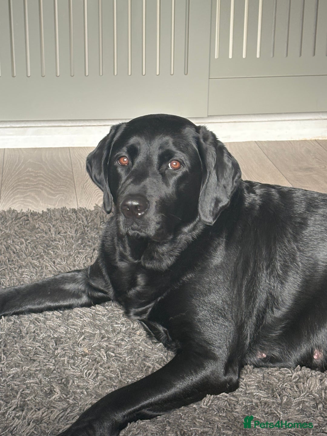 Labrador Retriever dogs for sale: Labrador puppies - Image 1