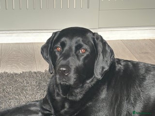 Labrador Retriever dogs for sale - Advert 1