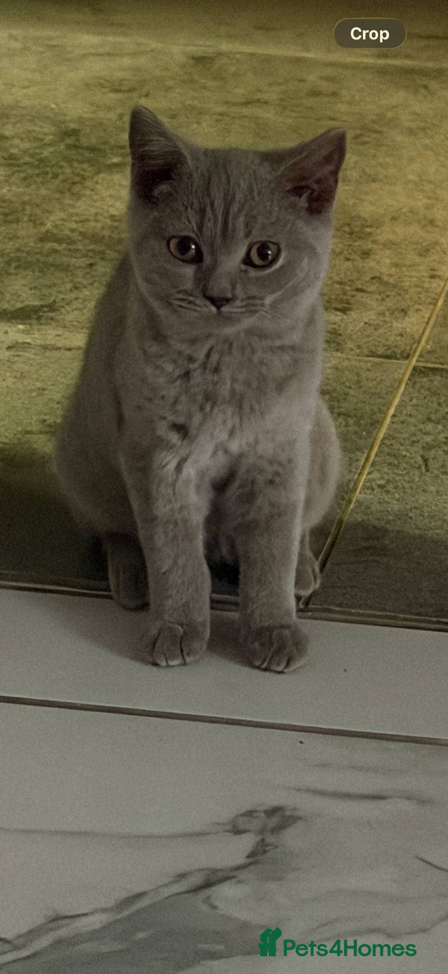 British Shorthair cats British shorthair Kittens  - Advert 6