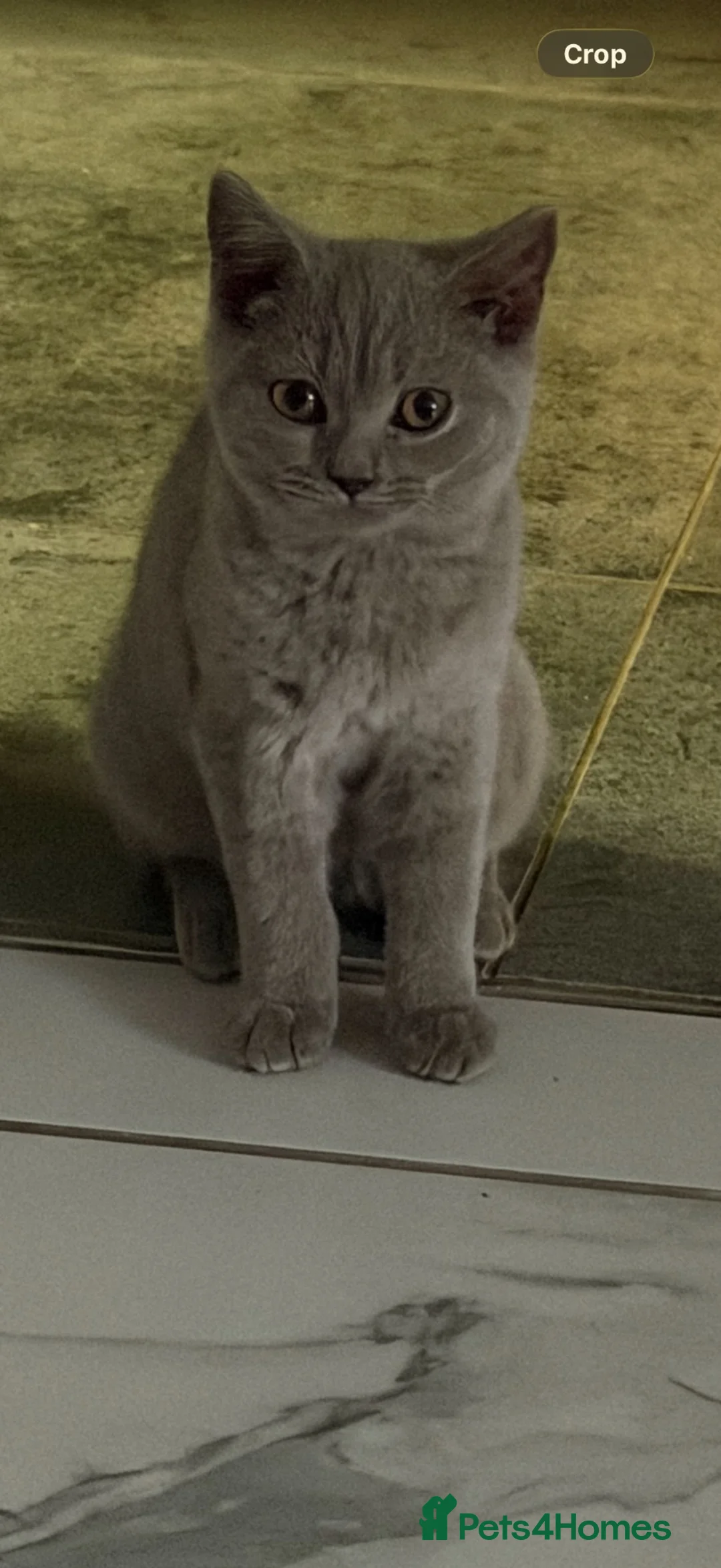 British Shorthair cats for sale: British shorthair Kittens  - Advert 2