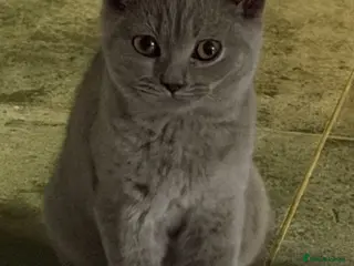 British Shorthair cats British shorthair Kittens - Advert 6
