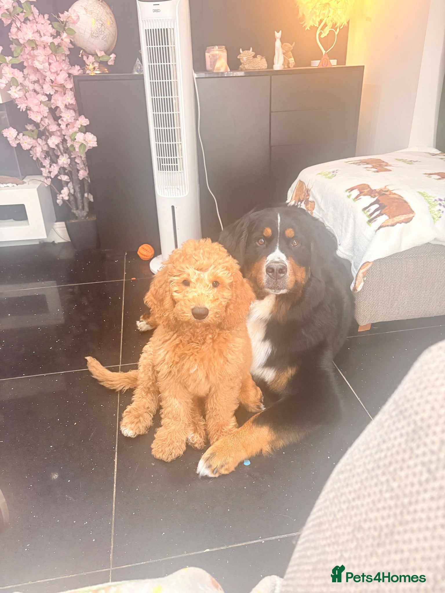 Mini Goldendoodle dogs LAST BOY mini Goldendoodle - Advert 1