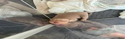 American Bully dogs for sale: ABKC REGISTERED Pocket bullz - Advert 18