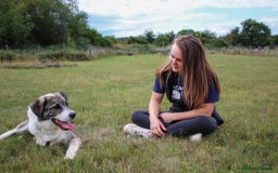 Mixed Breed dogs for adoption: 3 legged Theo is looking for his forever family! - Image 4