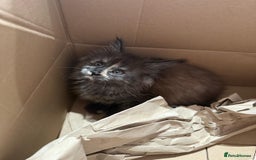 Maine Coon cats for sale: Last 2 Maine coon kittens  - Image 11