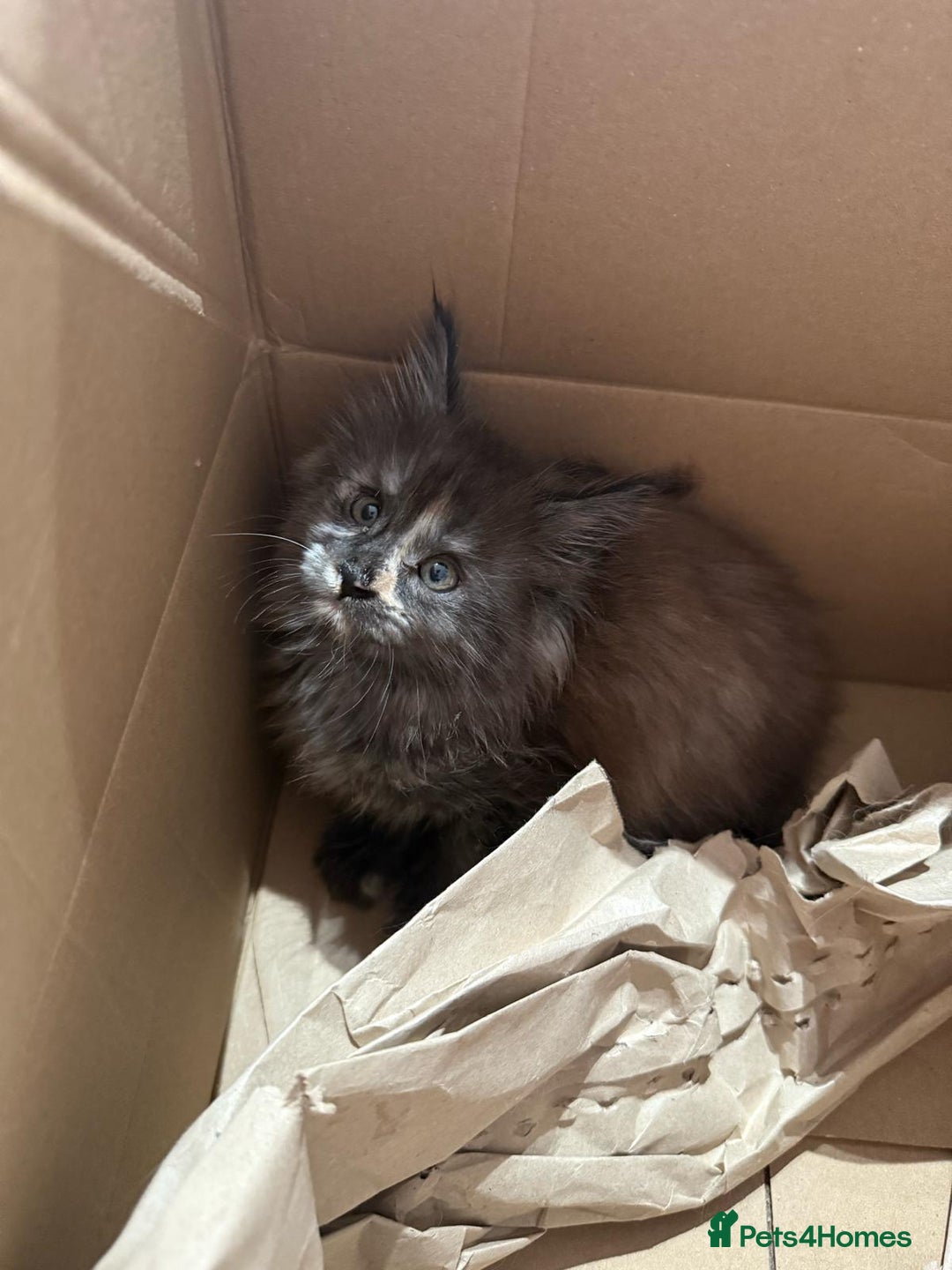 Maine Coon cats for sale: Last 2 Maine coon kittens  - Image 11