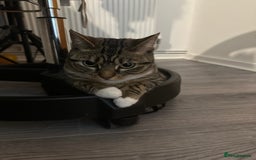 Bengal cats for sale: ✨ Loving Home Wanted for Beautiful Bengal-Tabby ✨ - Image 6