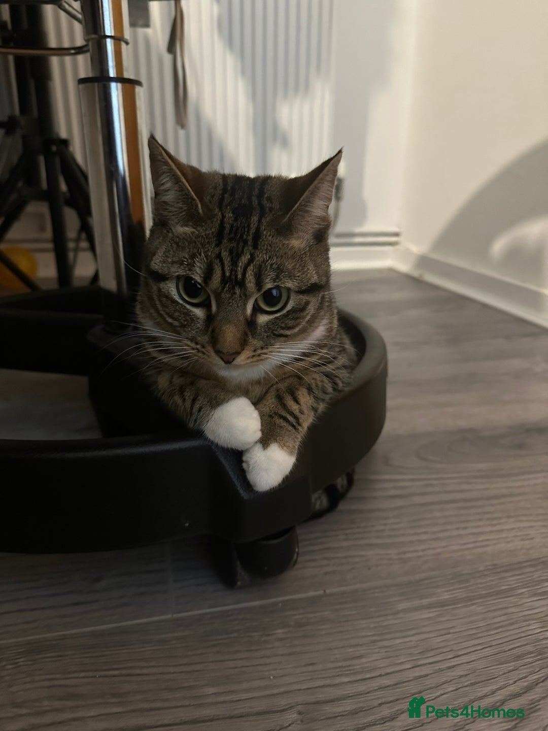 Bengal cats for sale: ✨ Loving Home Wanted for Beautiful Bengal-Tabby ✨ - Image 6