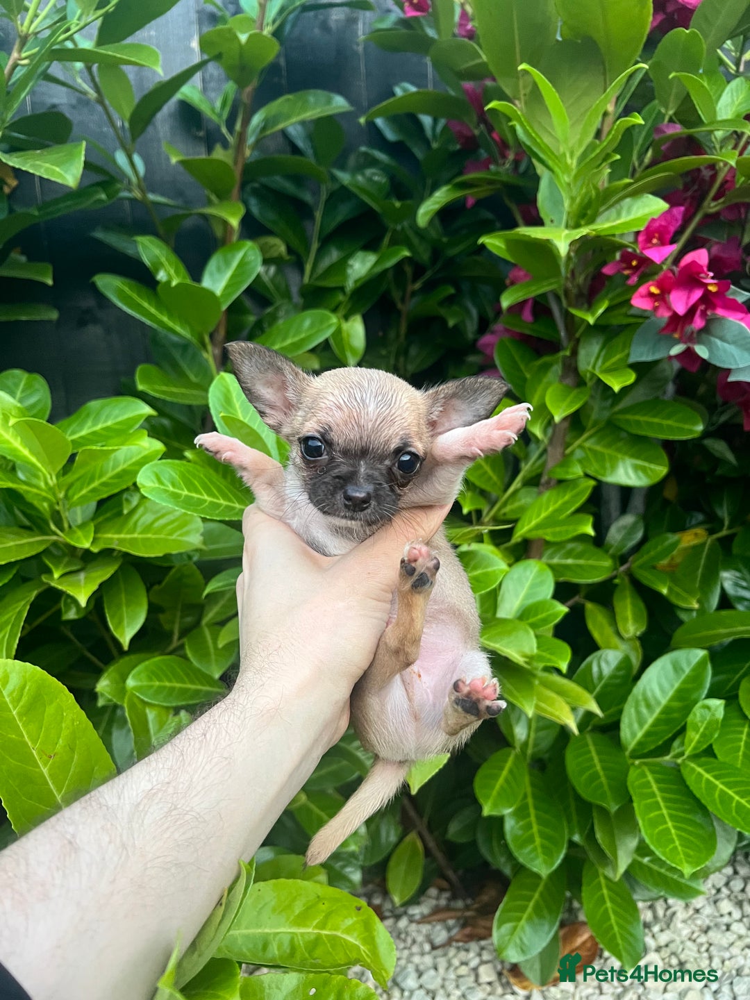 Chihuahua dogs for sale: Tiny pedigree Boy . Fully vaccinated & microchippe - Image 8