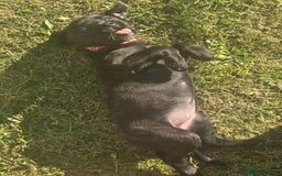 Mixed Breed dogs for sale: Labrador staffy puppy - Image 1