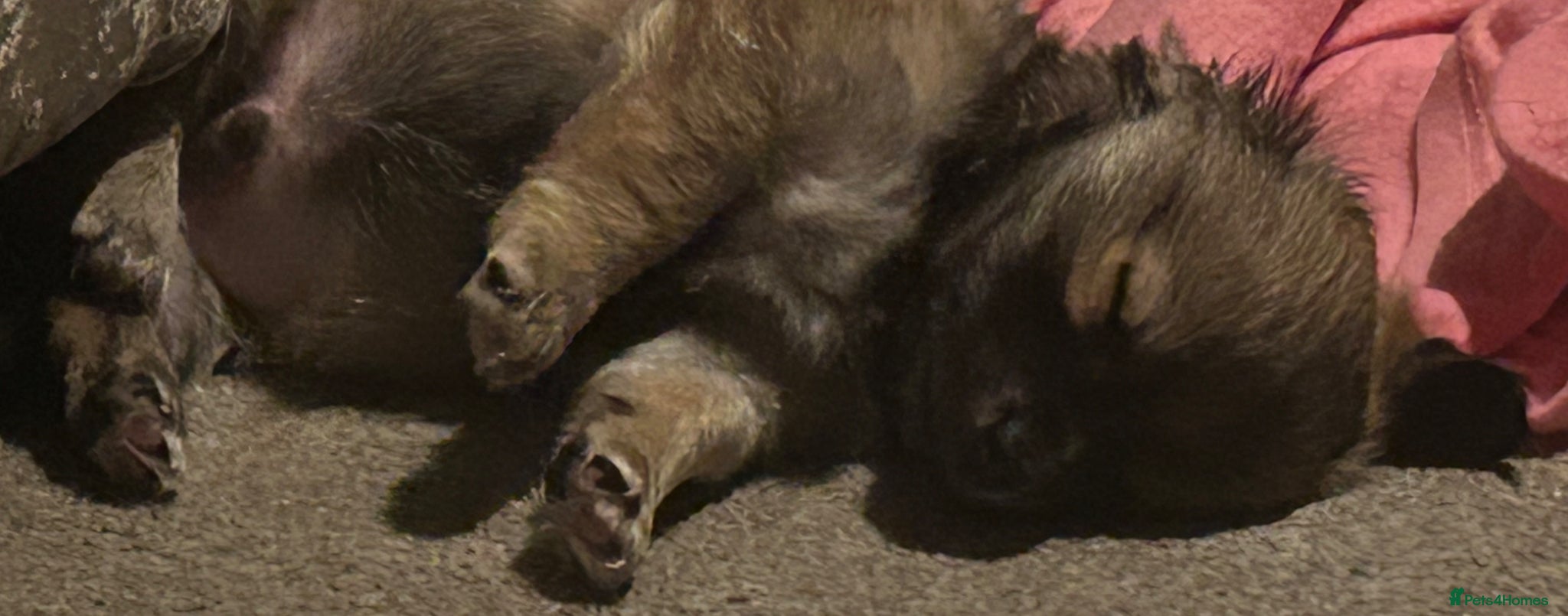 Chorkie dogs OUTSTANDING beautiful Chorkie Puppies 🐶 🐶  - Advert 1