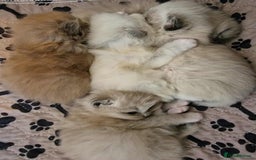 Ragdoll cats for sale: TICA Ragdoll Kittens – Mink, Sepia & Traditional - Image 5
