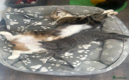 American Shorthair cats for sale: American short haired cross Norwegian forest cat - Image 12