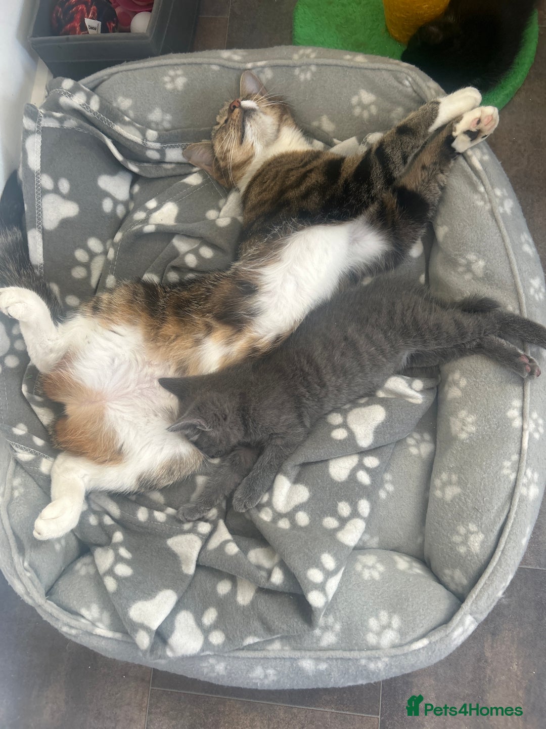 American Shorthair cats for sale: American short haired cross Norwegian forest cat - Image 12