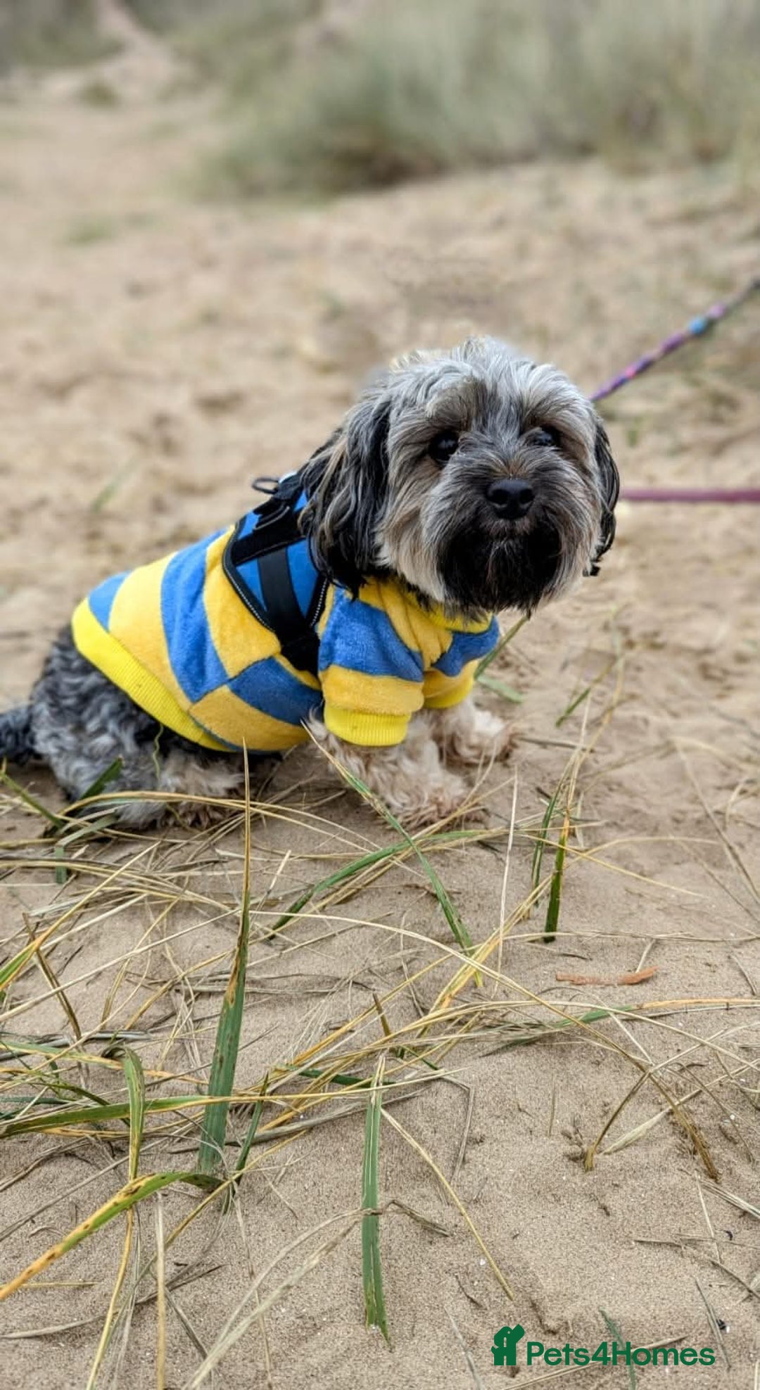 Morkie dogs for sale: Loveable Morkie - Advert 6