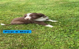 Mixed Breed dogs for sale: Bearded collie x welsh border collie - Image 3