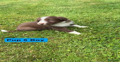 Mixed Breed dogs - Advert 2