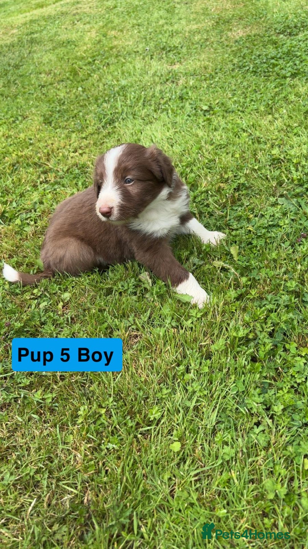 Mixed Breed dogs for sale: Bearded collie x welsh border collie - Image 3