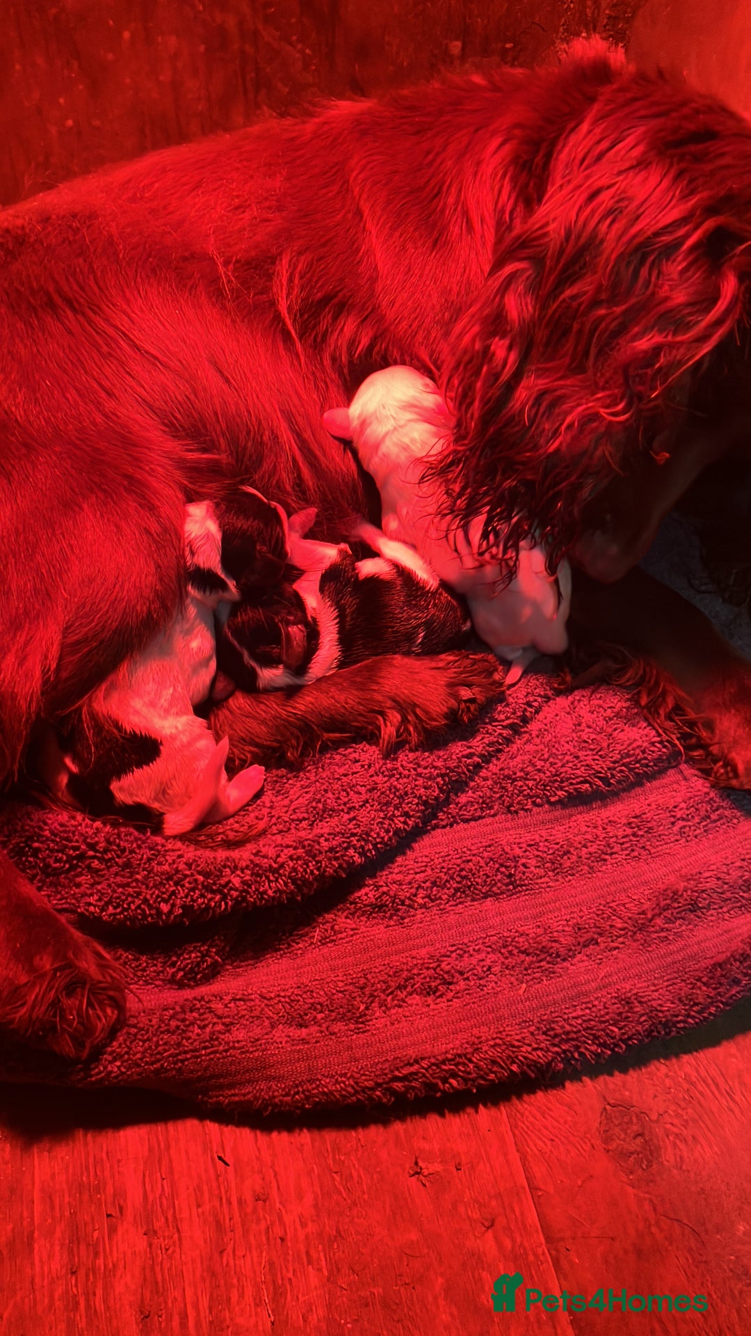Mixed Breed dogs for sale: PUGGLES - Image 8