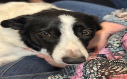 Mixed Breed dogs for sale: Border Collie x Whippet  - Image 2