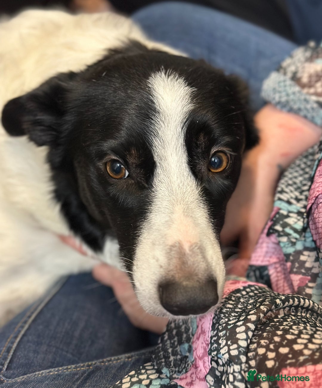 Mixed Breed dogs for sale: Border Collie x Whippet  - Image 2