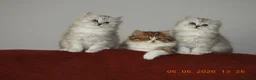 Mixed Breed cats for sale: Persian and British longhair  - Advert 12