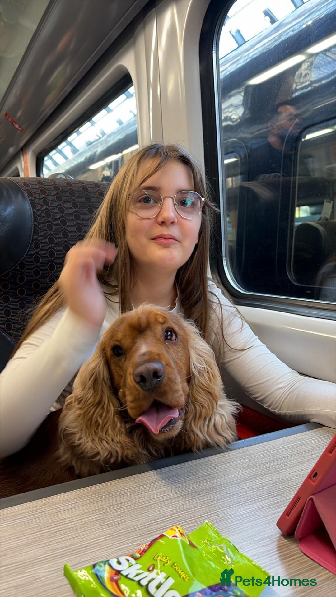 Cocker Spaniel dogs for sale: (Almost) 2 Year Old Cocker Spaniel Boy 🩵 - Advert 5