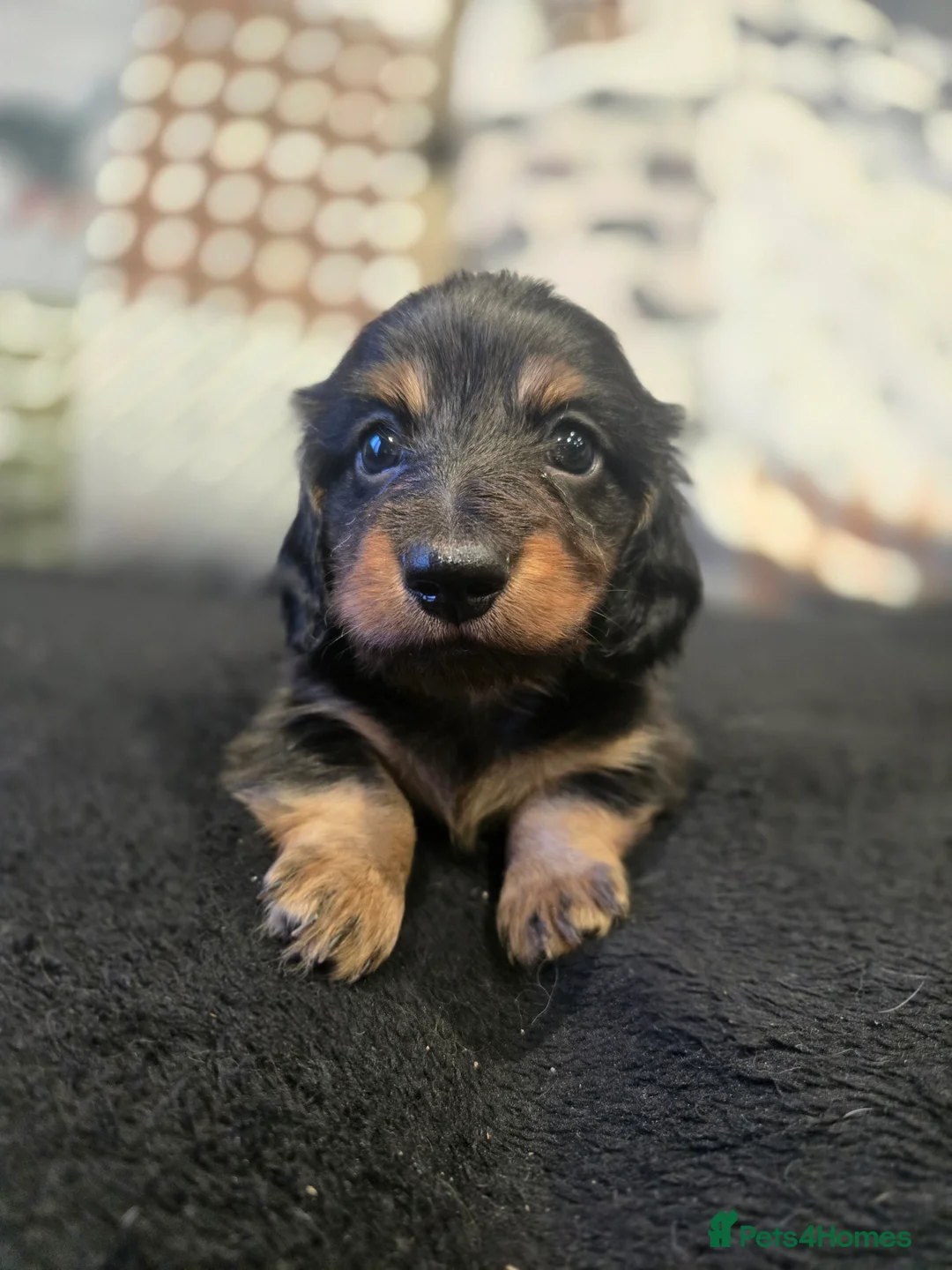 Miniature Dachshund dogs for sale: ✨️Kc registered stunning miniature dachshunds ✨️ - Advert 5