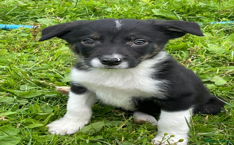 Border Collie dogs - Advert 3