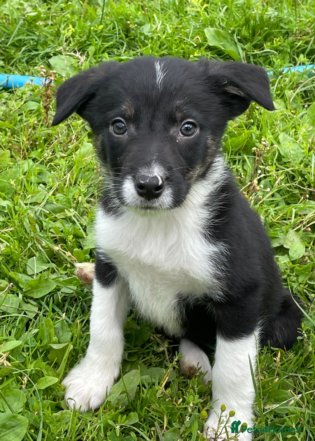Border Collie dogs for sale: READY NOW quality Border Collie Boys  - Image 2