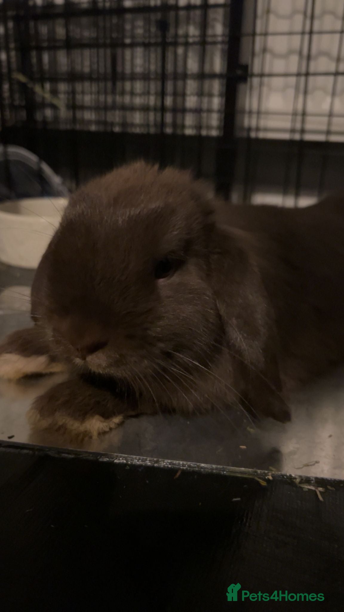 Mini Lop rabbits Mini lops £50 each or £100 for both RE-HOME   - Advert 2
