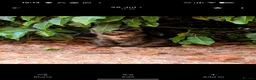 Bengal cats for sale: Bengal/Norwegian Forest kittens - Advert 4