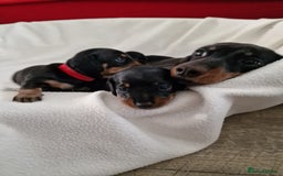 Miniature Dachshund dogs for sale: Beautiful black & tan miniature Dachshund puppies - Image 23