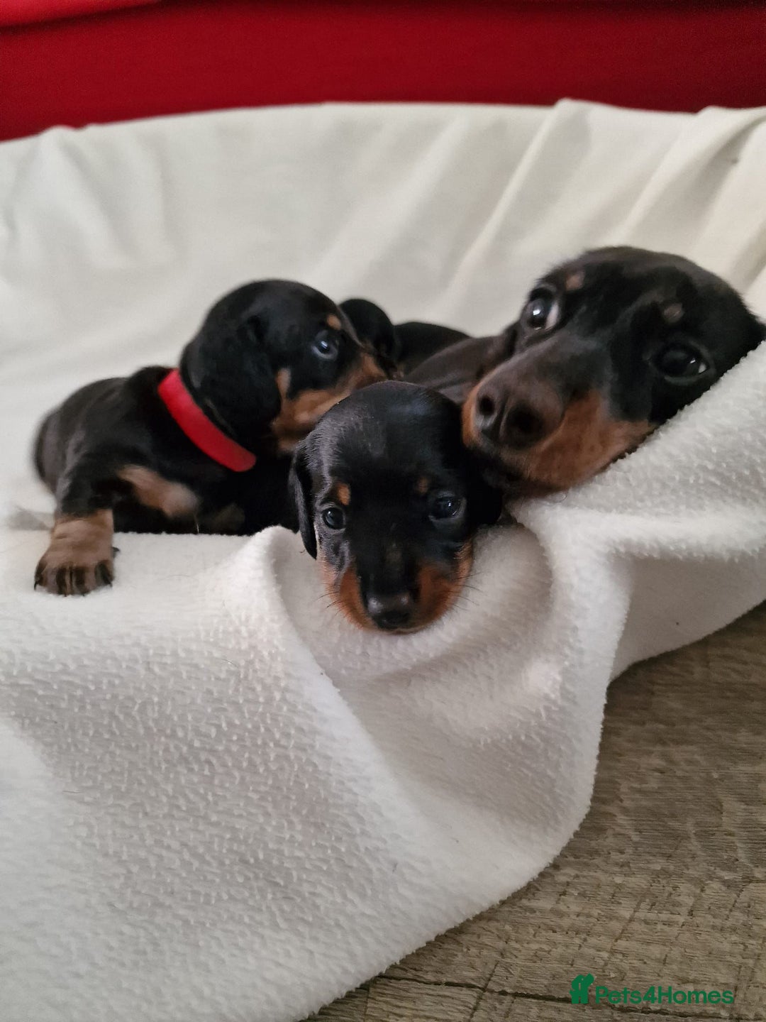 Miniature Dachshund dogs for sale: Beautiful black & tan miniature Dachshund puppies - Image 23