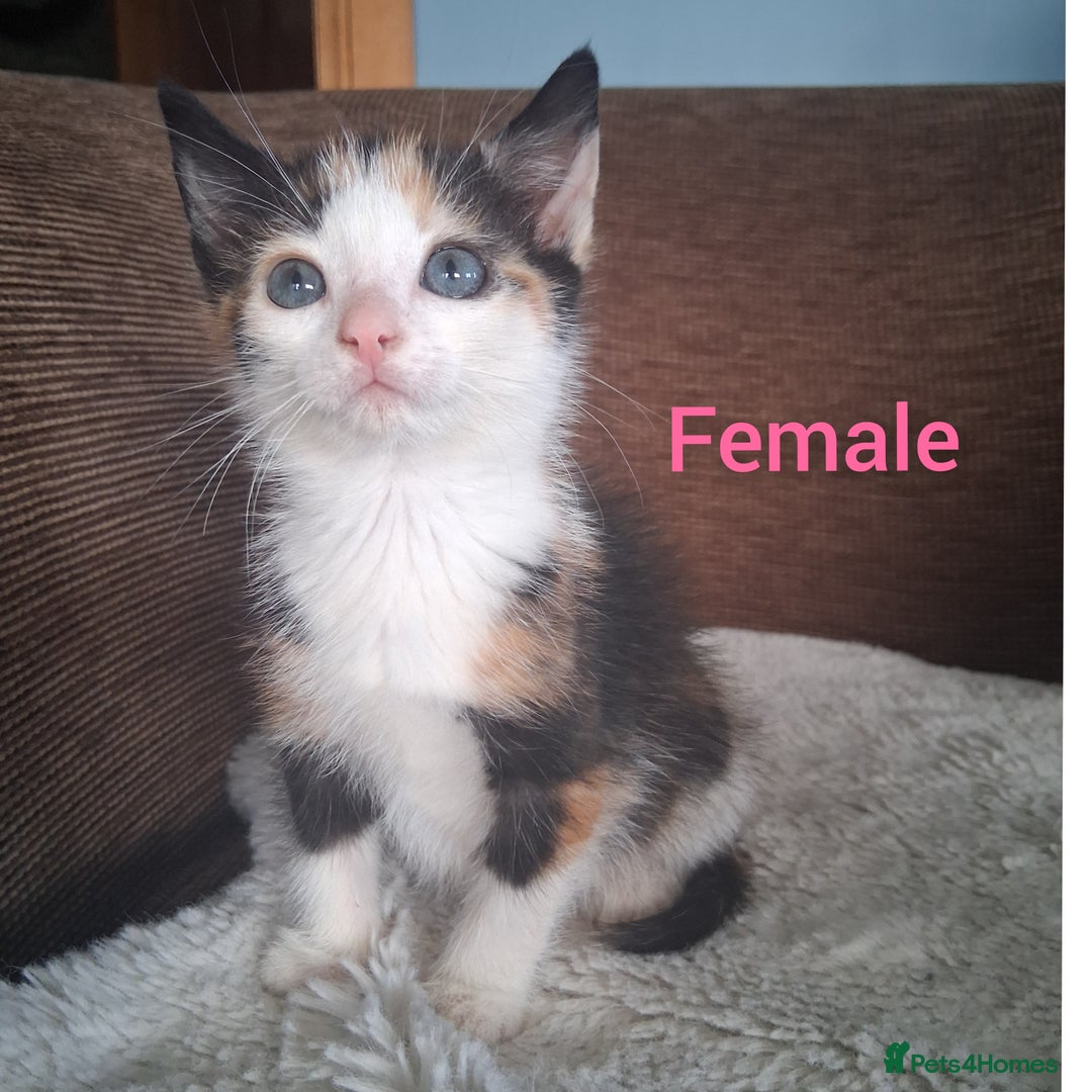 British Shorthair cats for sale: 5 Bonnie Kittens ready now  - Image 3