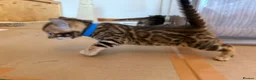 Bengal cats for sale: Stunning TICA registered Bengal kittens - Advert 2